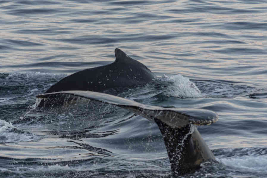 Ballena Minke - Antártida 28.jpg